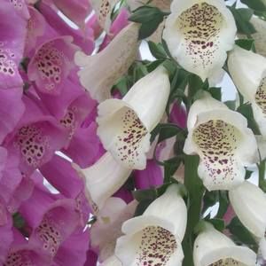 Meet your Posher, Sandy